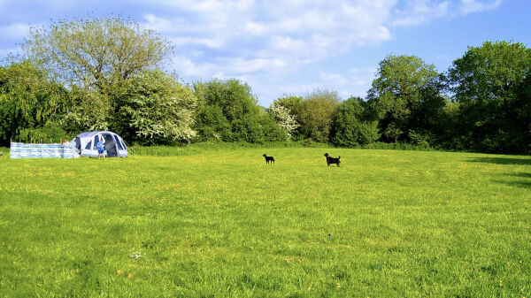 Cwrt Hen campsite in Newcastle Emlyn, Ceredigion