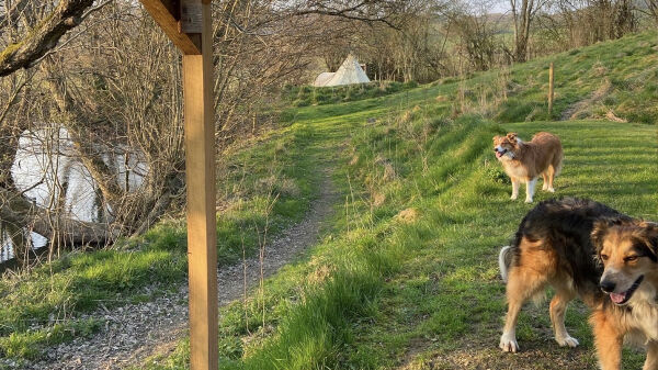Tipis at Ponty campsite in Welshpool, Powys