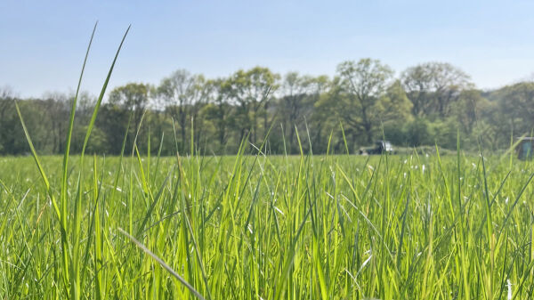 Star Field Camping campsite in Cranbrook, Kent