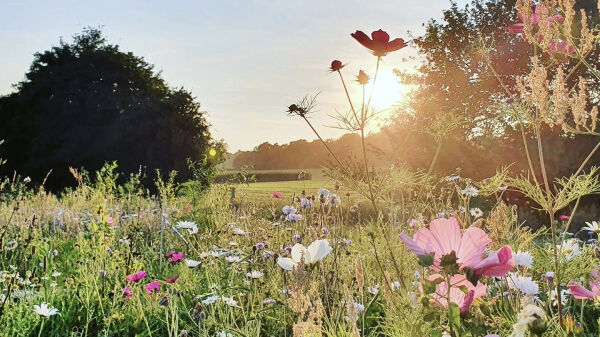 Finchingfield Camping campsite in Finchingfield, Essex