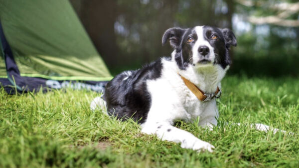 Wild Cherry Camping campsite in Chirk, Denbighshire