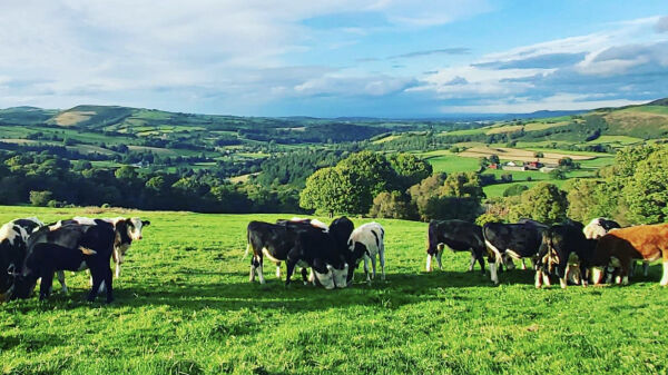 Brenig Glamping campsite in Denbigh, Denbighshire